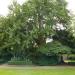 Ginkgo biloba (nl) in Maaseik city