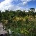 Tegalalang Terraced Rice Fields