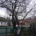 Алыча Грина в городе Старый Крым