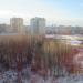 Лес в городе Череповец