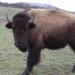 Wichita Mountains Wildlife Refuge