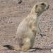 Wichita Mountains Wildlife Refuge