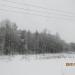 Лес в городе Сокол