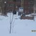 Ель в городе Череповец