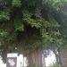 Ficus (en) في ميدنة الناصرة 