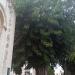 Ficus (en) في ميدنة الناصرة 