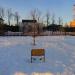 Дерево в городе Бор