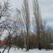 Береза с тополем в городе Владимир
