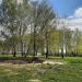 Берёзовая рощица в городе Москва