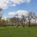 Старые посадки яблонь в городе Москва