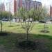 Яблоневая аллея в городе Москва