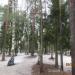 Роща в городе Сертолово