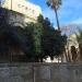 Citrus tree in Jerusalem city