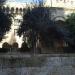 Citrus tree in Jerusalem city