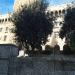 Citrus tree in Jerusalem city