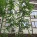 Дерево в городе Сочи