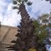 Date Palm 14 in Jerusalem city