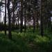 Pine grove (en) в місті Харків