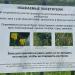 Влажный луг в городе Москва