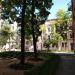 Trees in Kharkiv city