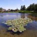 Staw południowy in Grodzisk Mazowiecki city
