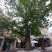Вековно дърво (bg) in Burgas city