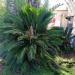 Sago Palm in Tel Aviv-Yafo city