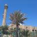 Date Palm in Tel Aviv-Yafo city