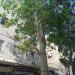 Brachychiton rupestris in Tel Aviv-Yafo city