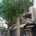 Brachychiton rupestris in Tel Aviv-Yafo city