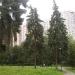 Три старых голубых ели в городе Москва