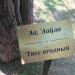 Тис ягодный (ru) in Pitsunda city