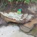 Gruta do Bulbassauro (Pokémon) na Araruama city