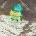 Gruta do Bulbassauro (Pokémon) na Araruama city