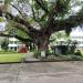 Heritage Tree (en) in Lungsod Quezon city