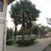 Дерево в городе Сочи