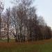 Лесополоса в городе Москва