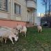 Скобелевская ул., 19 корпус 2 в городе Москва