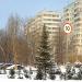 Отдельно стоящая ель в городе Москва