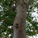 Arbutus andrachne in Comune di Catania city