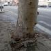 Arbutus andrachne in Comune di Catania city
