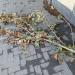 Arbutus andrachne in Comune di Catania city