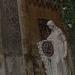 Grave (en) in Comune di Catania city