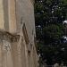 Albero in Comune di Catania city