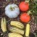 Whitemoor Allotments