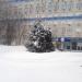 Две ели в городе Москва