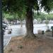 Tree (en) in Comune di Catania city