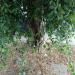 Tree (en) in Comune di Catania city