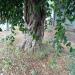 Tree (en) in Comune di Catania city