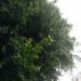 Tree (en) in Comune di Catania city